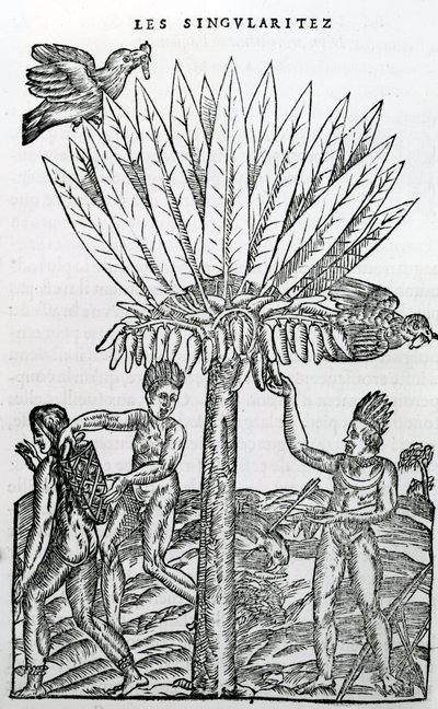 Harvest, from Singularities of France Antarctique, by Andre de Thevet, 1558 by French School